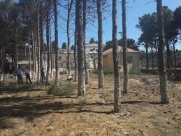 Bakıda ağaclara ziyan vuranlar cəzalandırıldı