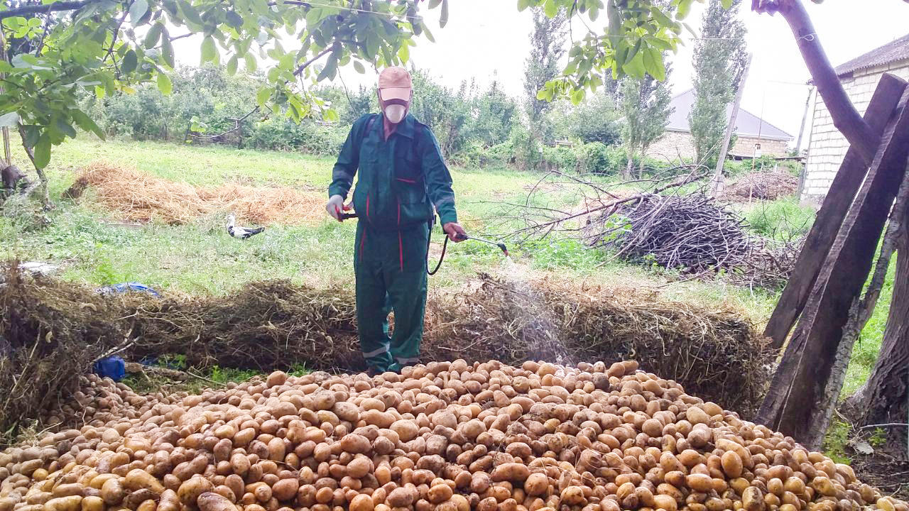 Azərbaycanda 1200 ton kartofda zərərvericilər aşkarlandı