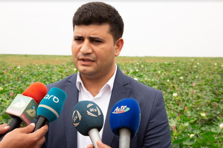 Pambıq sahələrində zərərvericilərə qarşı mübarizə BAŞLANDI