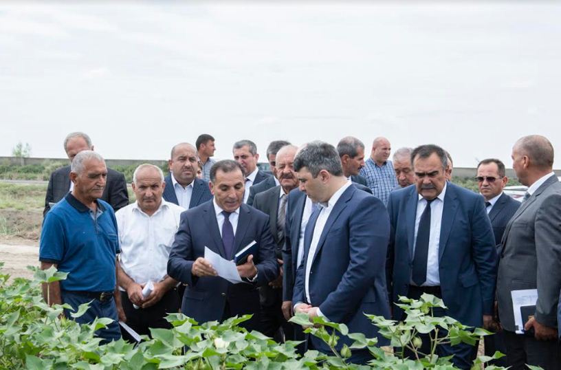 Bu il Azərbaycanda 260 min ton pambıq istehsalı gözlənilir