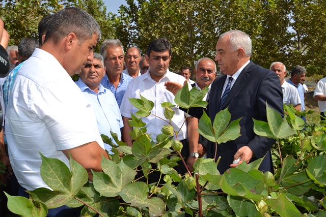 F&uuml;zulidə pambıq yığımı başladı