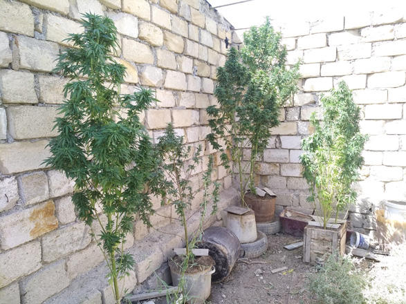 Şirvan sakininin həyətində &ccedil;ətənə kolu aşkarlandı