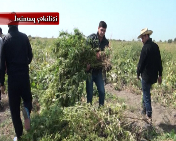 Azərbaycanda rekord miqdarda&nbsp;narkotik vasitə m&uuml;sadirə olundu