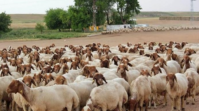 Çiçək xəstəliyinə qarşı mübarizə aparılır