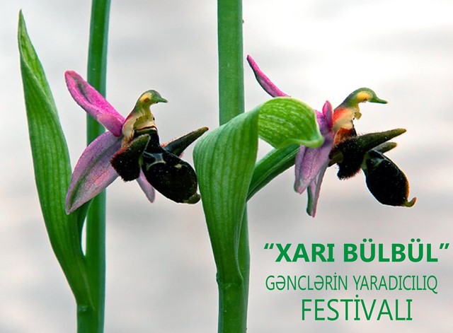 &ldquo;Xarı b&uuml;lb&uuml;l&rdquo; gənclərin yaradıcılıq festivalları başlayır
