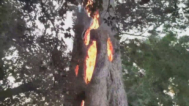Beyləqanda 196 ağac yandırıldı