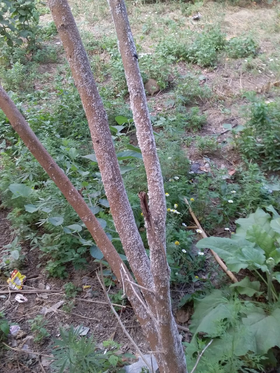 Təhlükəli zərərvericilərə qarşı mübarizə tədbirləri davam etdirilir