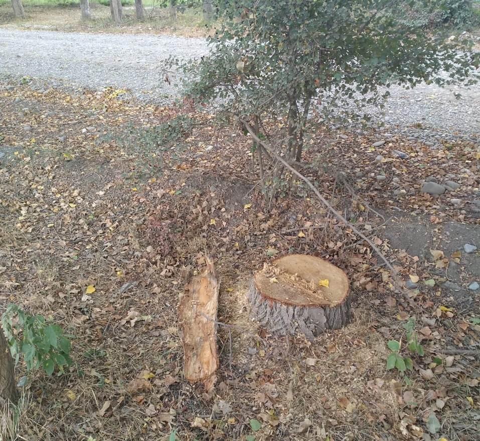 Qanunsuz ağac kəsimi ilə bağlı araşdırmalara başlanıldı