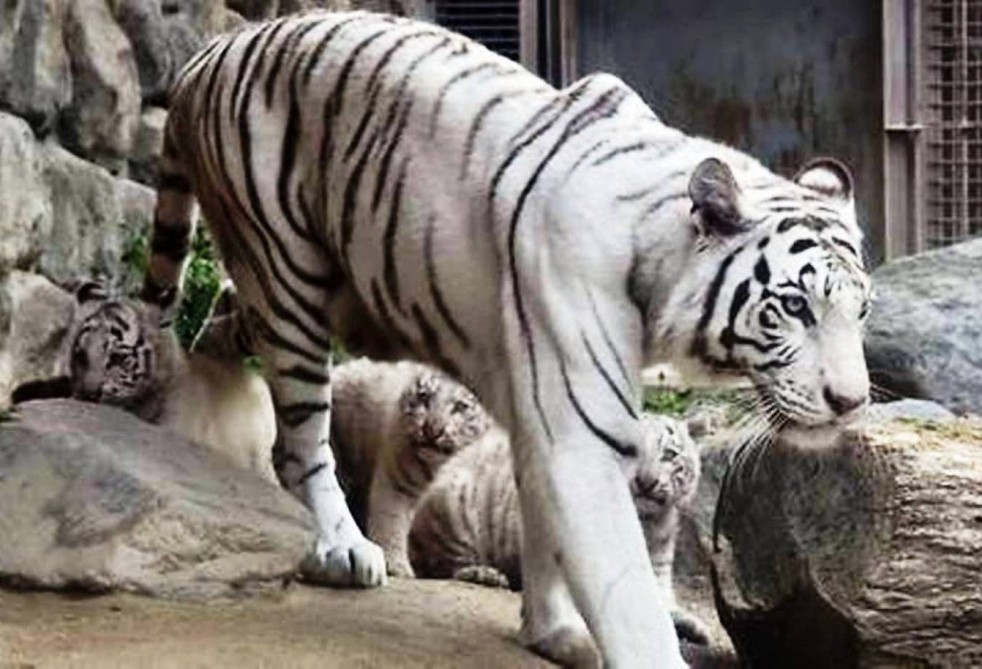 Pələng zoopark işçisini öldürdü