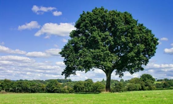Ekologiya Nazirliyindən əhaliyə ağaclarla bağlı ÇAĞIRIŞ
