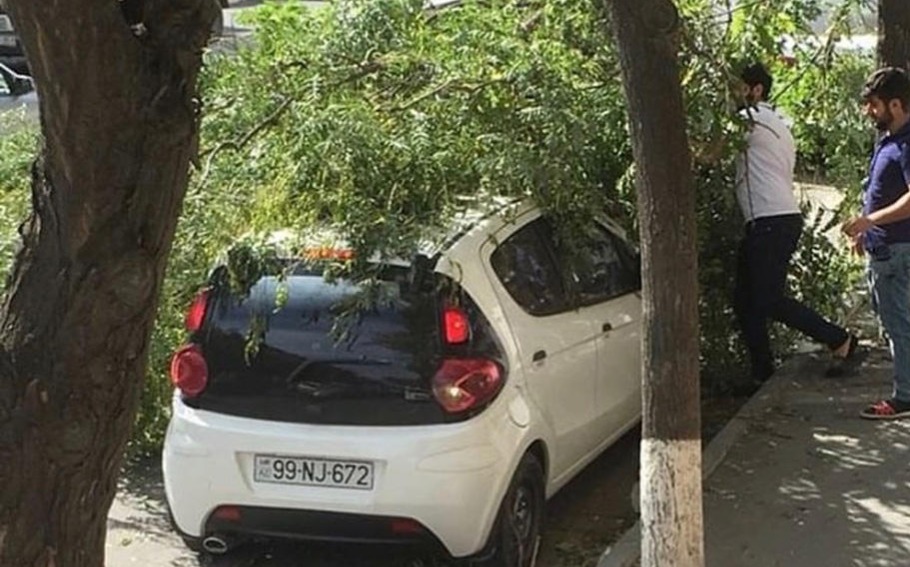Bakıda ağac maşınların üstünə aşdı - BŞİH gücləndirilmiş rejimə keçdi
