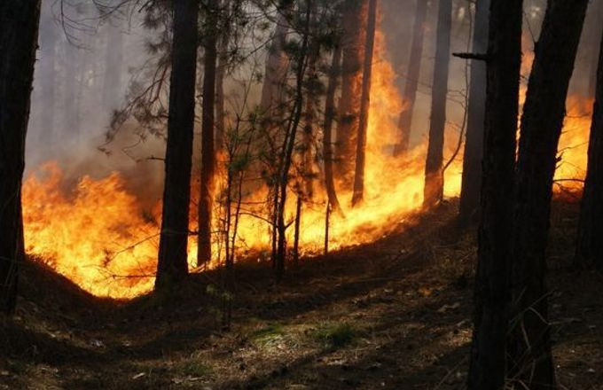 Qızılağac D&ouml;vlət Təbiət Qoruğunda yanğın s&ouml;nd&uuml;r&uuml;l&uuml;b