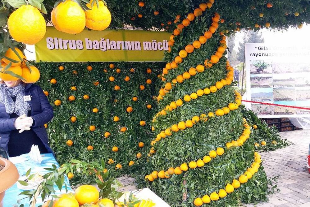 Xan Lənkərana gəlin - “Çay, çəltik , sitrus” festivalına qonaq olun! - FOTO