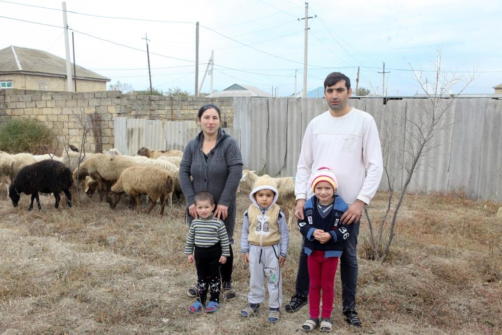 Azərbaycanda işsiz vətəndaşlara mal-qara verildi - FOTO