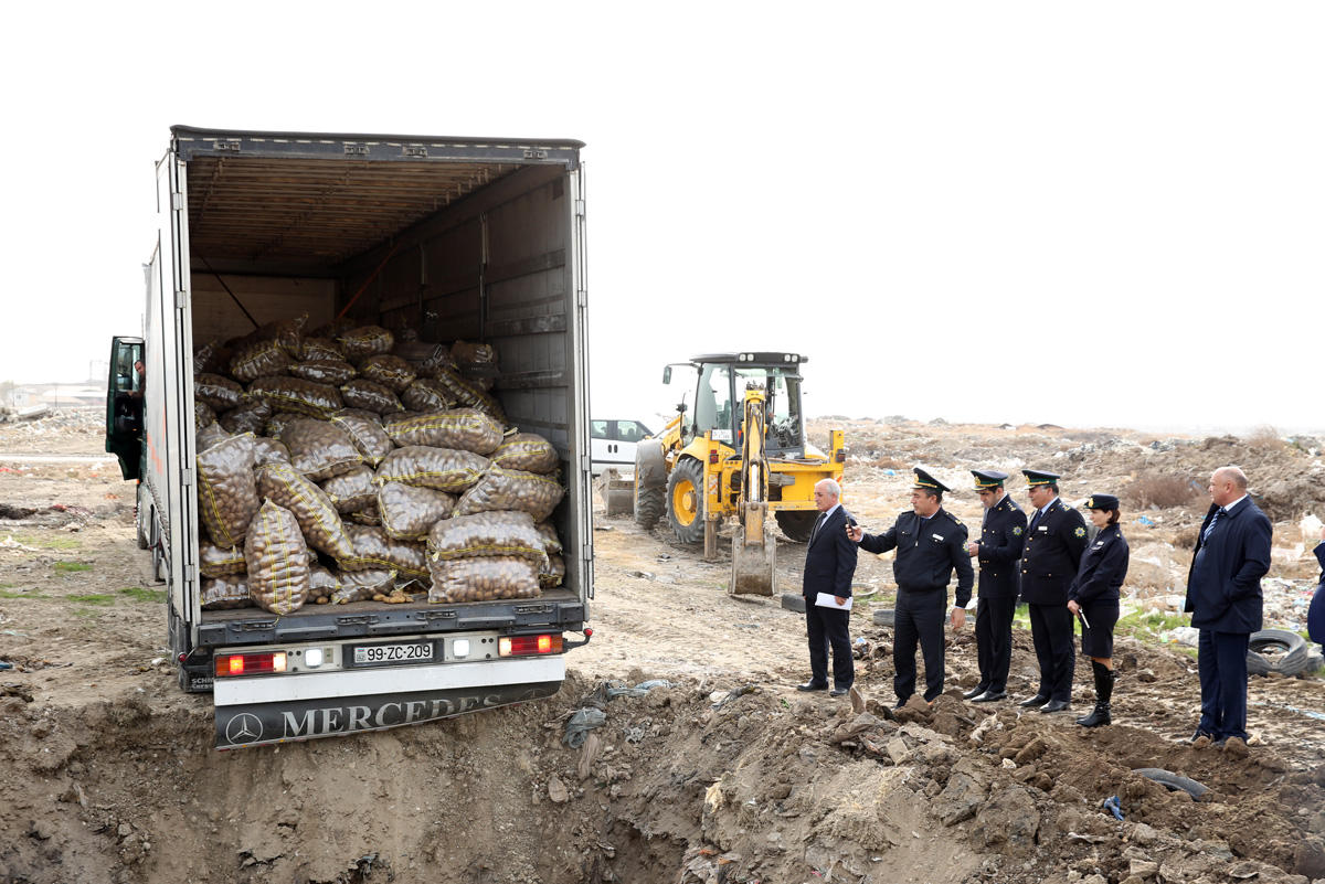 26 ton zərərli kartof məhv edildi - FOTO