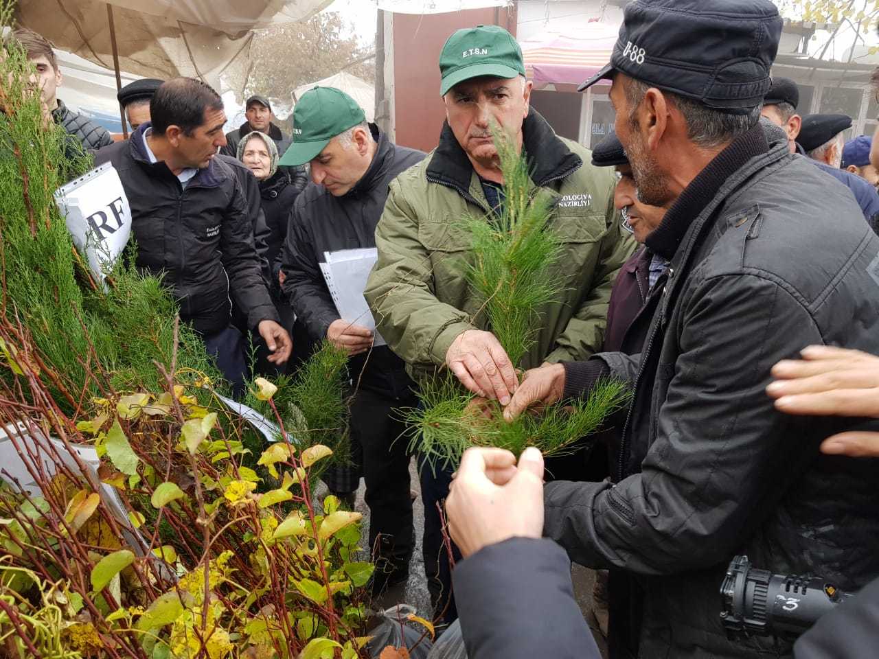 Üç gündə respublika üzrə 120 minədək ağac tingi paylanılıb - FOTOLAR