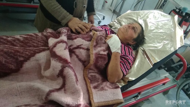 Lənkəranda yırtıcı heyvanlar sakinlərə hücum edib, 4 nəfər yaralanıb - FOTO