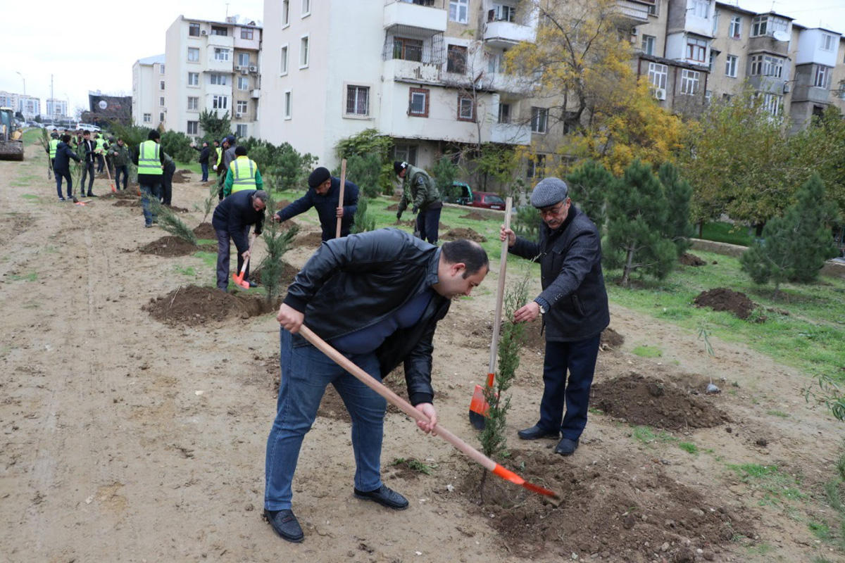 Payız ağacəkmə kampaniyası davam edir
