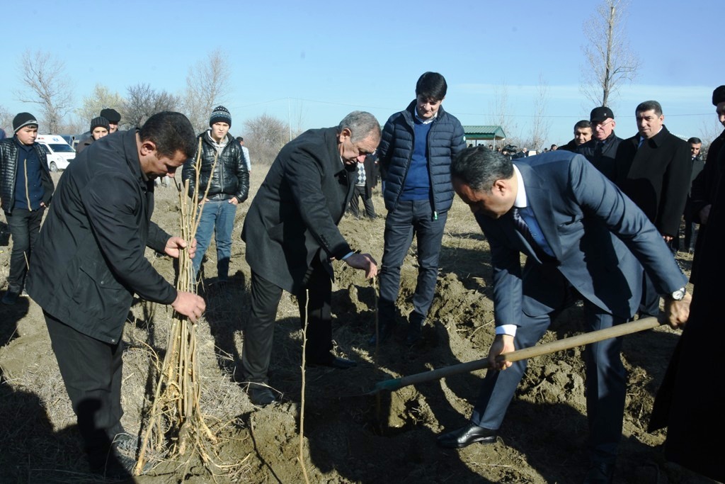 Ağstafada tut tinglərinin əkilməsinə start verildi - FOTOLAR