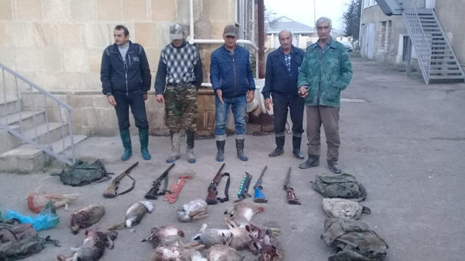 Saatlıda dovşan ovçuları saxlanıldı