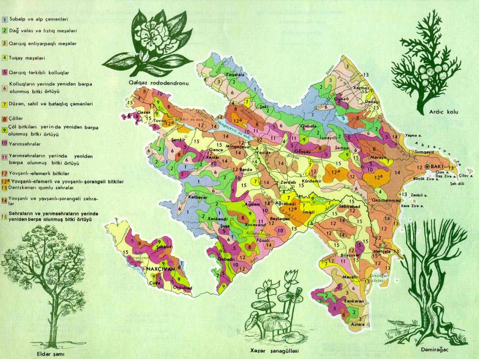 Azərbaycanın bu ərazilərində bitki örtüyü 30 faiz azalıb