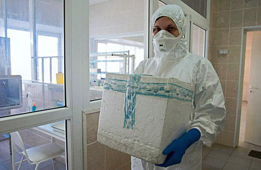 ÜST: Gürcüstanda “donuz qripi” adlı virus yoxdur