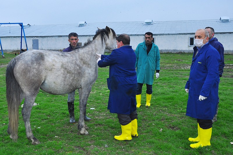 Ağsuda heyvanlar peyvəndlənir