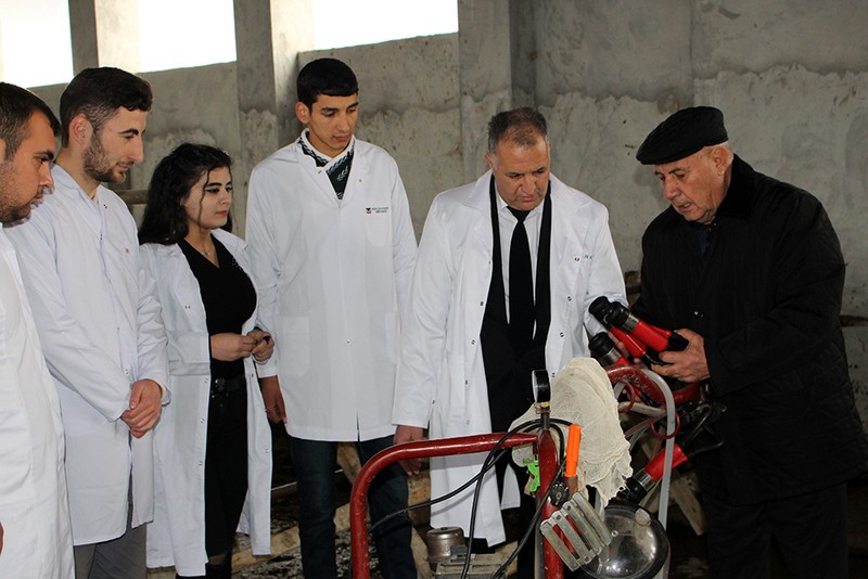 G&ouml;y&ccedil;ayda heyvanlar peyvəndləndi