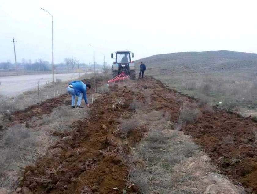 Zəlimxan və Qıraq Kəsəməndə dekorativ şam ağacları əkildi