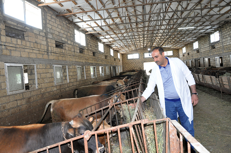 Baytarlıq Xidmətinin rəisi Samuxda peyvəndləməni izlədi