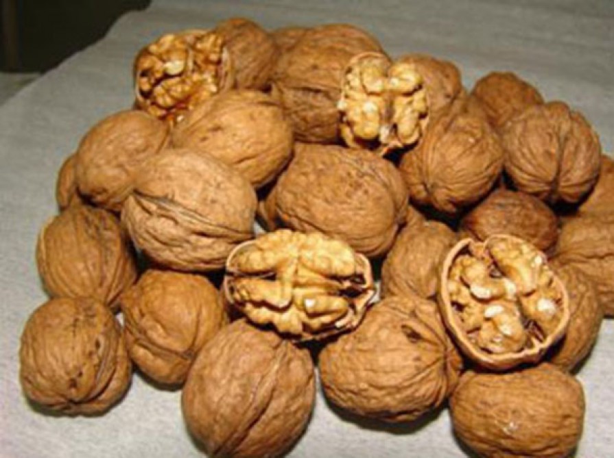 Meşələrdən 14,5 ton qoz, 3,1 ton şabalıd toxumu yığılıb