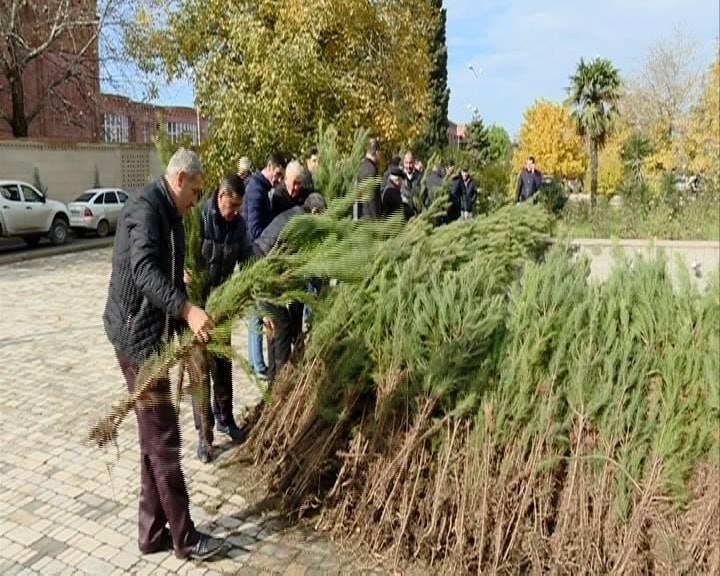 Vətəndaşlara ağac tingləri paylanılacaq - ÜNVANLAR