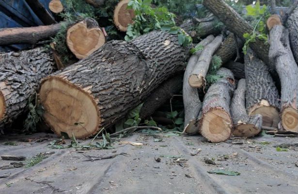 Təbiətə 9800 manat ziyan vuran şəxs cəzalandı