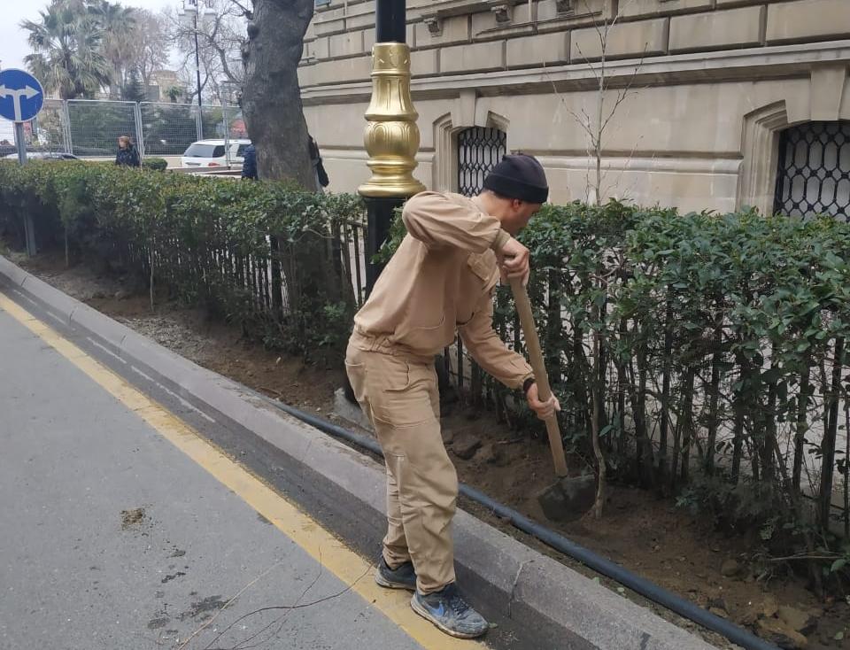 Qurumuş ağaclar  yeniləri ilə əvəzlənib
