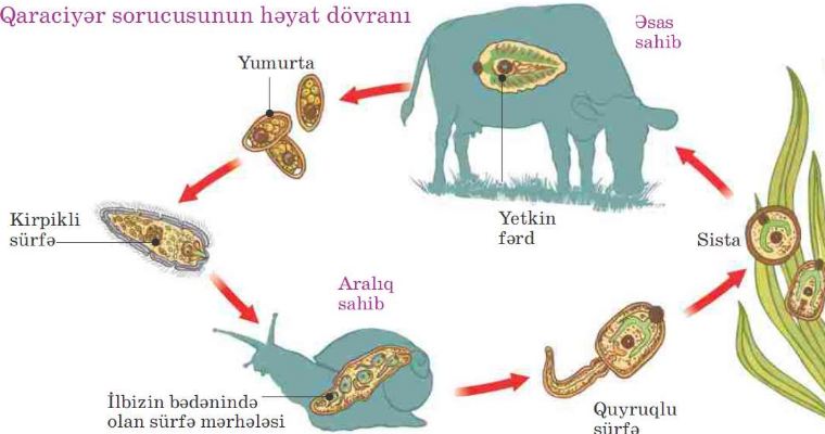 Heyvanların fassiolyozuna qarşı m&uuml;barizə tədbirlərinə dair t&ouml;vsiyə