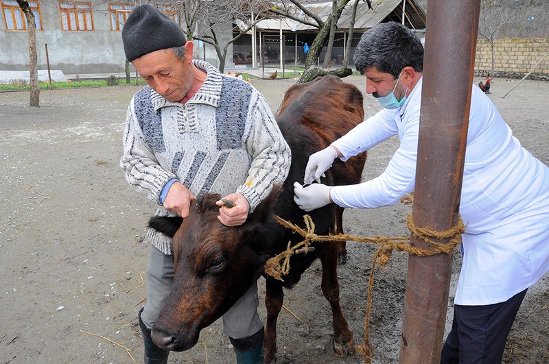 Oğuzda heyvanlar m&uuml;ayinə olundu