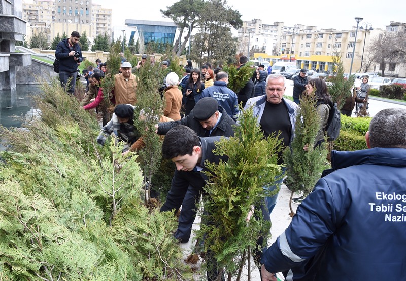 Ağac tinglərinin paylanılması aksiyası davam edir