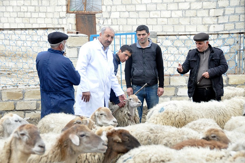 Peyvəndləmə sırası Bərdə heyvanlarına &ccedil;atdı