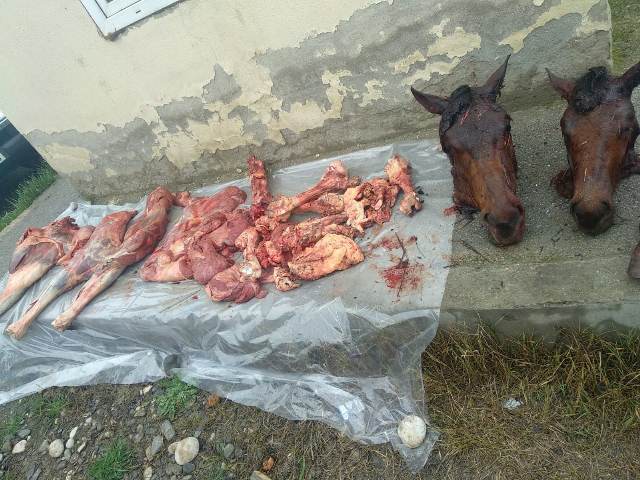 Xa&ccedil;mazda 146 kiloqram yarasız ət və at başları AŞKARLANDI