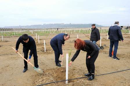 Bakıda 1500 badam ağacı əkildi - FOTOLAR