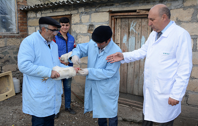 Peyvənd sırası Tərtər heyvanlarına &ccedil;atdı