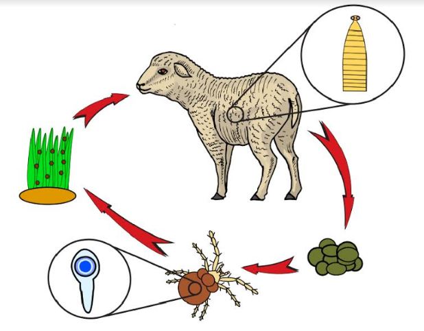 Heyvanları monieziozdan necə qorumalı?  