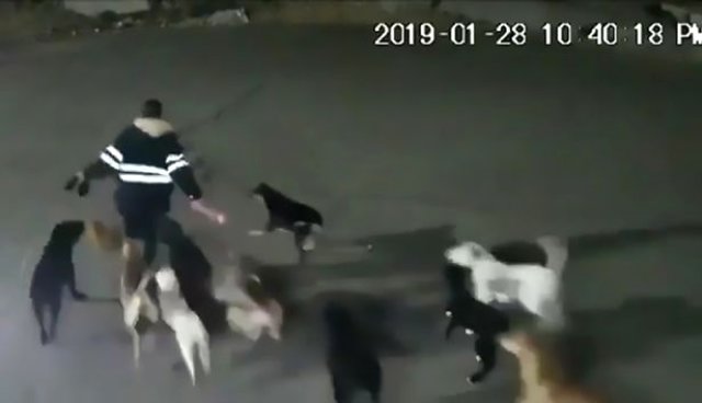 Polisdən küçə itlərinin öldürülməsi ilə bağlı