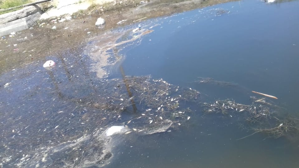 Samur-Abşeron kanalında balıqlar QIRILIR