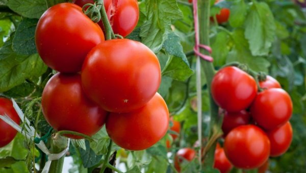 Rusiya 21 ton Türkiyə pomidorunu qəbul etmədi - SƏBƏB