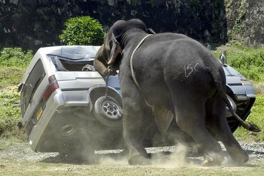Fillər idmançılara hücum edib 