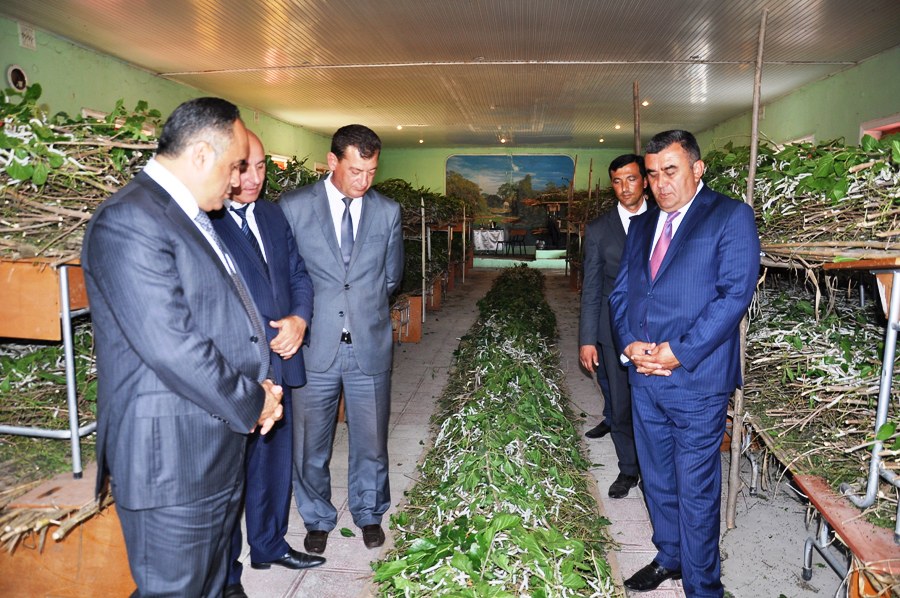 Goranboyda  20 ton barama istehsalı gözlənilir