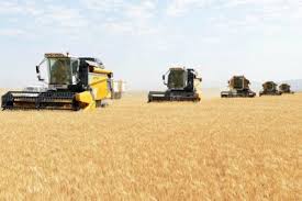 Bu il 436 570,5 ton taxıl istehsal olunub
