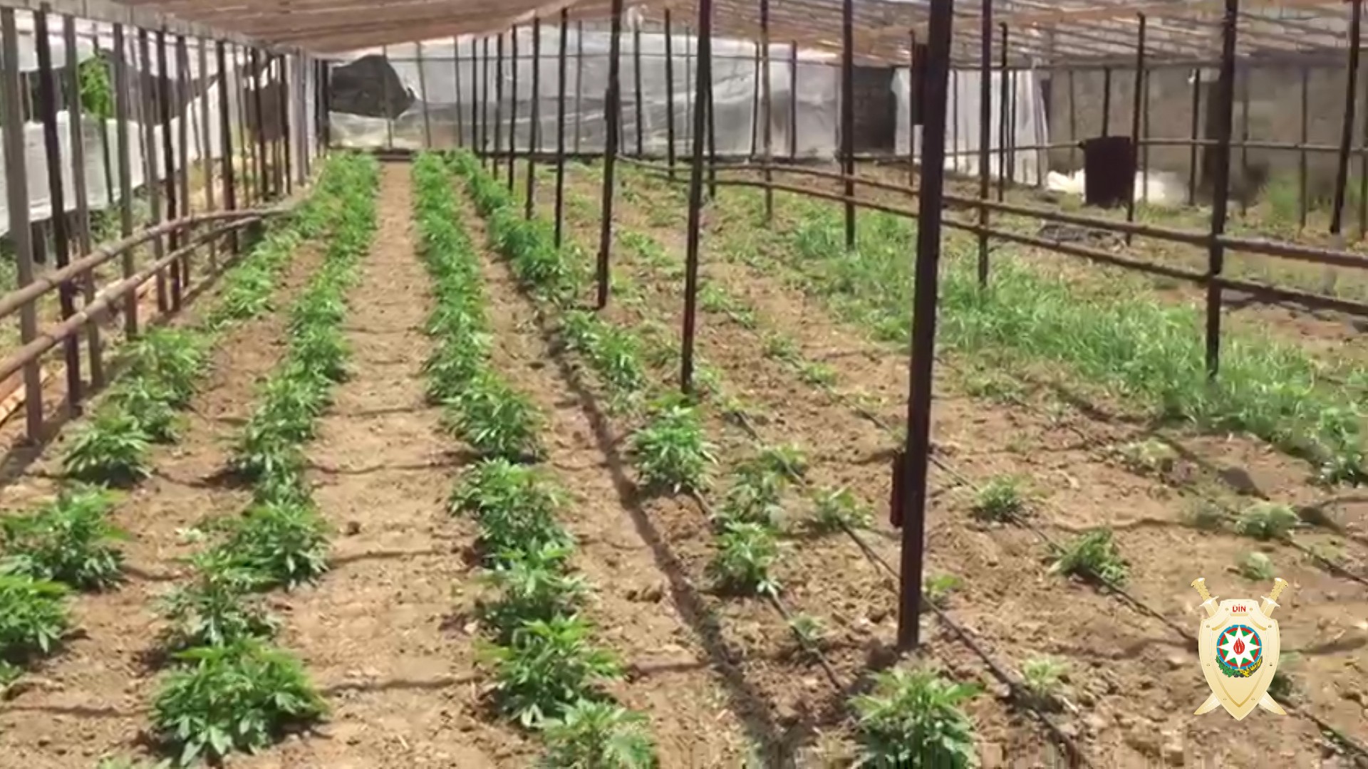 Maştağada narkoplantasiya aşkarlandı - FOTOLAR