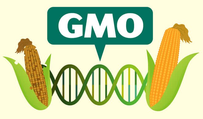 Azərbaycana GMO məhsulları gətirilir? - “Bu yalanı qaragüruhçular yayır”